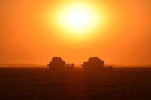 Harvesting by combines at sunset. photo