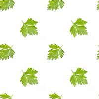Parsley seamless pattern isolated on white photo
