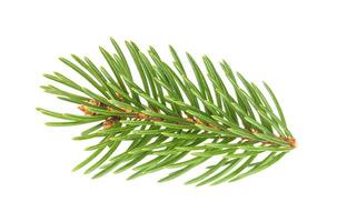 Fir tree branch isolated on white background photo