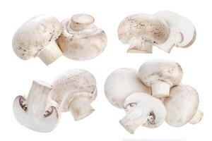 Mushroom champignon isolated on white background photo