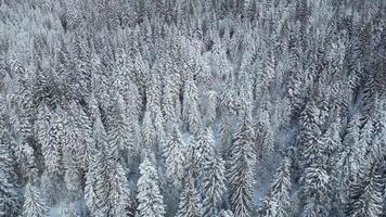 aéreo zumbido ver de congelado arboles en el bosque. montaña paisaje en un soleado invierno día. video