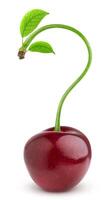 Question mark. Cherry isolated on white background photo