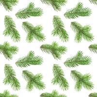 Seamless pattern of fir tree branches on white photo