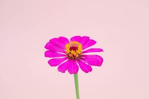 Close up of blooming pink flowers and time lapse of withered flowers on bright color background. photo