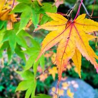 Closeup Japanese maples leaf background and wallpaper. photo