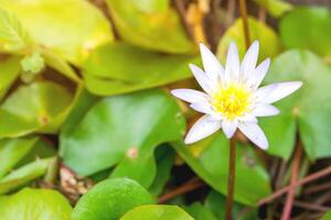 Closeup white lotus in a pond with lotus leaves background and wallpaper. photo