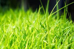 Green grass in the morning with bokeh of dew drop on blurry and black background. photo