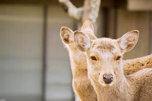 Closeup two doe young deer in Nara park area, Nara prefecture, Japan. photo