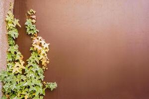 Crop of Ivy green leaves climbing covered on left brown building wall background with space for texts and natural lights. photo