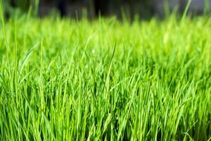 Closeup Green grass in the morning with blurry background. photo