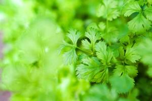 Closeup of coriander for food in the vegetable garden on blurry green coriander background. photo