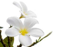 Closeup and crop white Plumeria isolate on left fame and white background with clipping paths. photo