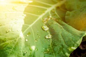 Rain drops with sun light and flare with shade of shadow on a big green leaves. photo