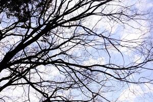 silueta de árbol ramas en nubes y brillante azul cielo antecedentes. foto