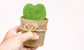 Hand holding HOYA CACTUS in sackcloth flower pot on pink background. photo