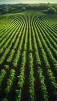 AI generated Harvest ready aerial view of vineyard with neatly arranged rows Vertical Mobile Wallpaper photo