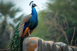 AI generated A regal peacock perches with pride against a textured stone photo