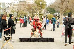 Osaka, Japan, 2023 - Human acting in ancient Japanese red warrior armor at Osaka castle park with crowd of people and tourist looking around. photo