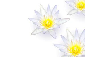 Closeup and crop white lotus with shadows isolate on white background and make with clipping paths and copy space for texts. photo