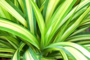 Closeup and crop of Spider Plant background and texture. photo