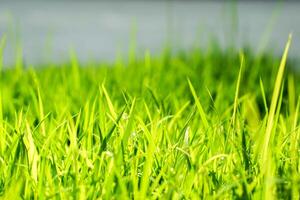 Green grass in the morning with sun light on blurry background. photo