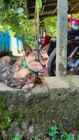 portrait of a cat sticking out its tongue photo