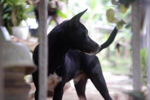 a black dog is relaxing in the yard photo