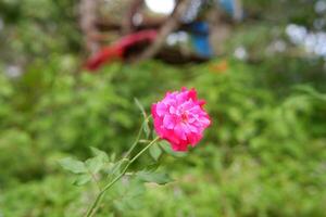 Rosa flowers are red on a green background photo