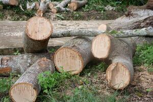 A pile of fallen tree wood can be seen photo