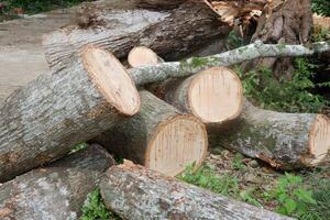 A pile of fallen tree wood can be seen photo
