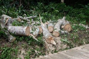 A pile of fallen tree wood can be seen photo