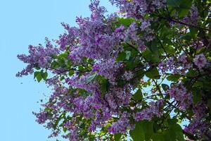 Pink flowers blooming in tree in the spring photo