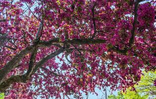 Tree blooming in the springtime in Toronto photo