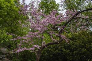 Tree blooming in the spring time photo