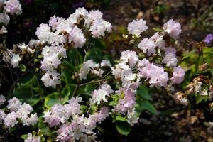 Flowers blooming in the spring in Toronto photo