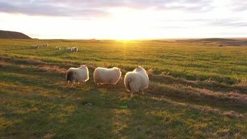 Icelandic sheep. A flock of sheep is running through the pasture. video