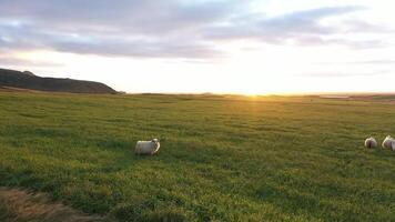 Icelandic sheep. A flock of sheep is running through the pasture. video