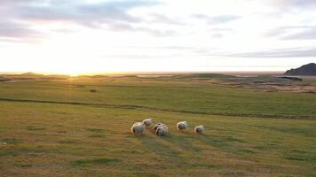 islandés oveja. un rebaño de oveja es corriendo mediante el pastar. video