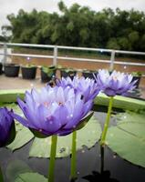 close up Purple lotus flowers blooming in the pond with nature background with soft light of the sun. picture looking happy. photo