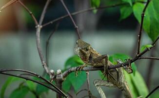 close up chameleon sits on a branch in the rainforest. chameleon attached to a tree trunk. natural background. photo