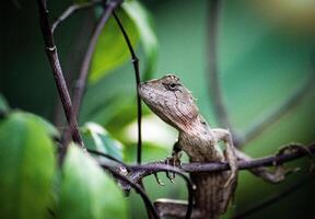 close up chameleon sits on a branch in the rainforest. chameleon attached to a tree trunk. natural background. photo