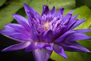 cerca arriba púrpura loto flores floreciente en el estanque con naturaleza antecedentes con suave ligero de el Dom. imagen mirando contento. foto