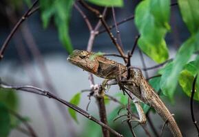 close up chameleon sits on a branch in the rainforest. chameleon attached to a tree trunk. natural background. photo