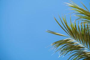 palm trees on the background on sky background photo