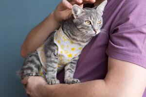 mascota esterilización concepto. adorable gatito retrato en especial traje vendaje recuperación después cirugía foto