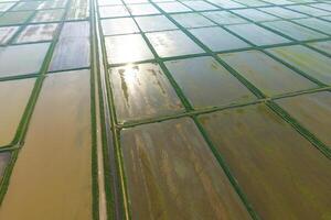 The rice fields are flooded with water. Flooded rice paddies. Agronomic methods of growing rice in the fields. photo