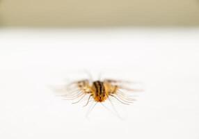 The Flycatcher. Scutigera coleoptrata. Centipede flycatcher, insect predator photo