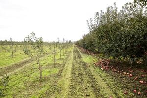 manzana huerta. filas de arboles y el Fruta de el suelo debajo t foto