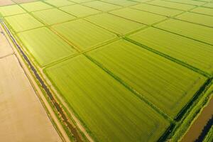 The rice fields are flooded with water. Flooded rice paddies. Agronomic methods of growing rice in the fields. photo