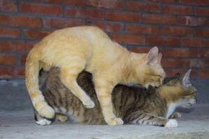 Mating domestic cats photo